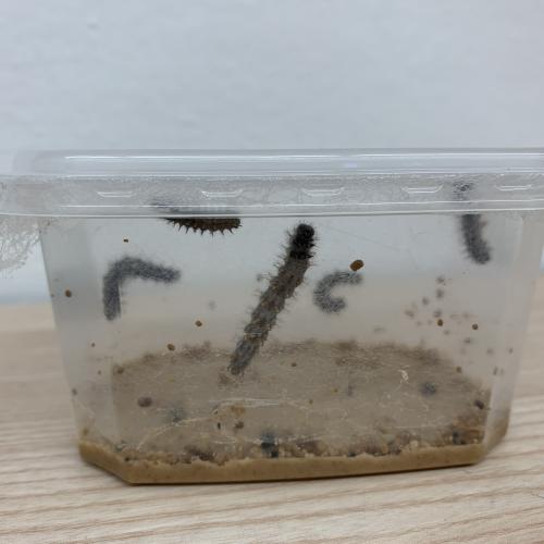 Schmetterling_