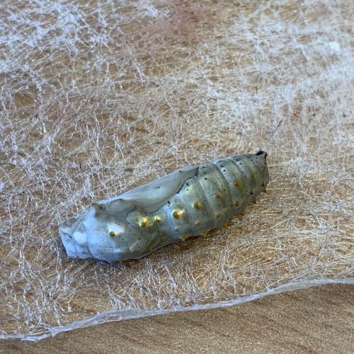 Schmetterling_