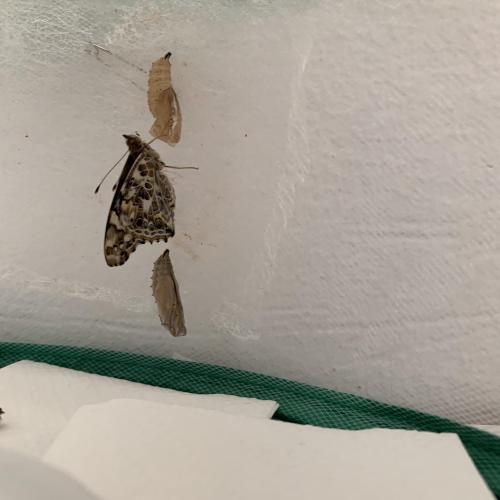 Schmetterling_