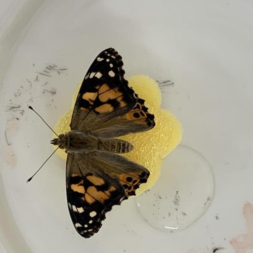 Schmetterling_
