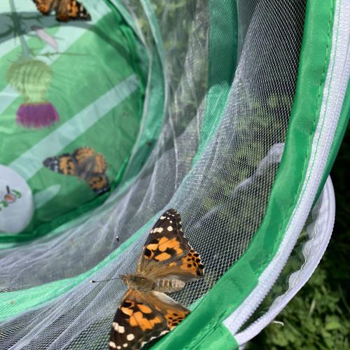 Schmetterling_